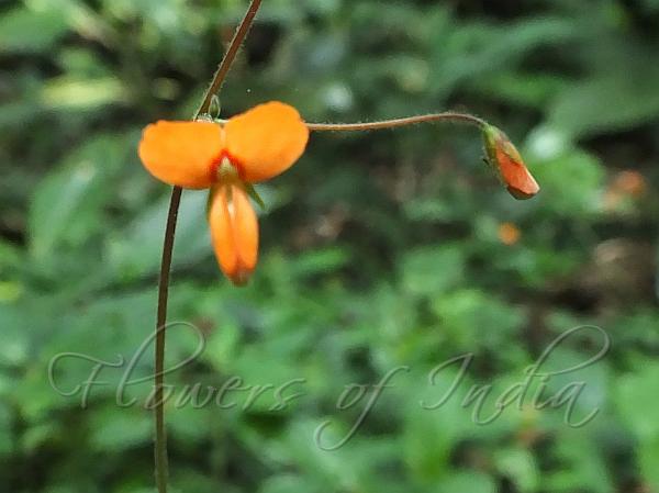 Wavy-Leaf Desmodium